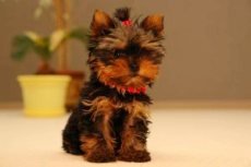 Приучение щенка к туалету Приучение щенка к туалету