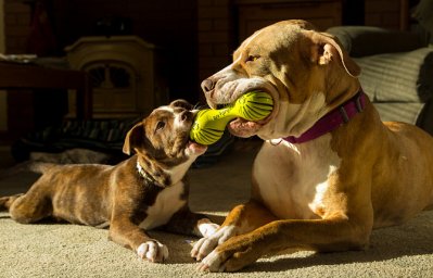 Игры с собаками