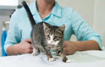 Алгоритм и тактика диагностирования неврологических больных животных