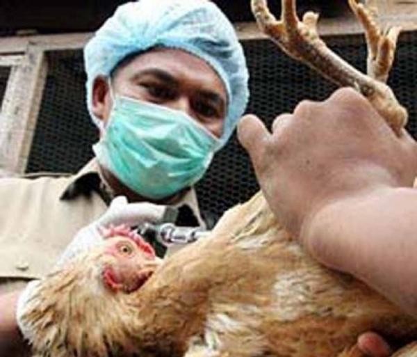 Опасная болезнь городских и сельскохозяйственных птиц - болезнь Ньюкасла