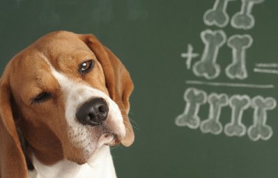 Бытовая и творческая дрессировка