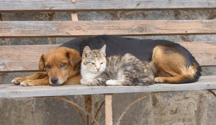 О чем нужно знать, если приютили бездомное животное