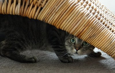 Испытывают ли кошки стресс?