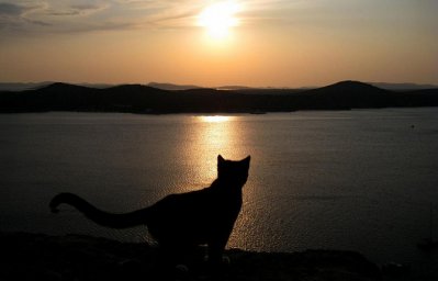 Эвтаназия животных. Гуманная эвтаназия собак и кошек.