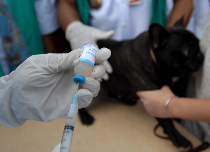 Ваше животное может получить бесплатную прививку от бешенства