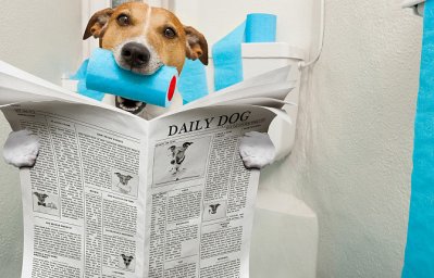 Туалет дома. Плюсы и минусы