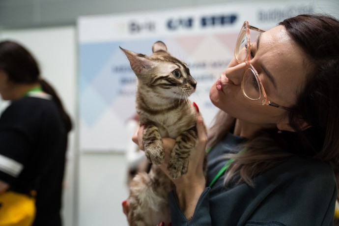 Чем можно заразиться от домашней кошки