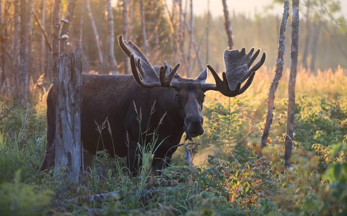Информация об эпизоотической ситуации в Российской Федерации по состоянию на 18 декабря 2022 г.