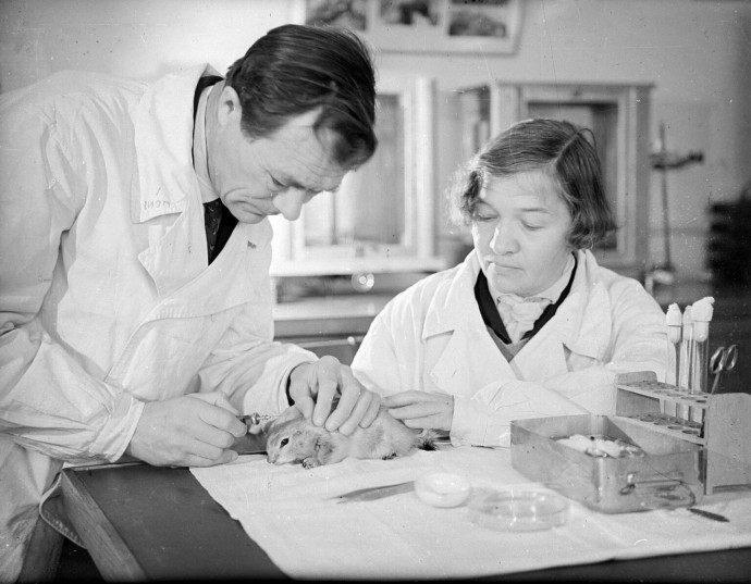 Как в советские годы регулировали содержание собак и кошек в Москве