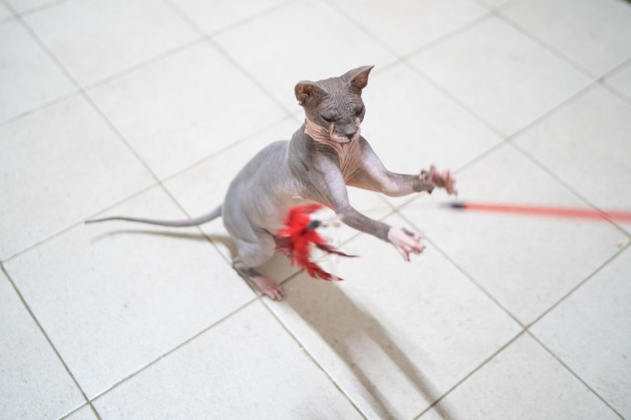 Ветврач советует играть с кошкой дважды в день