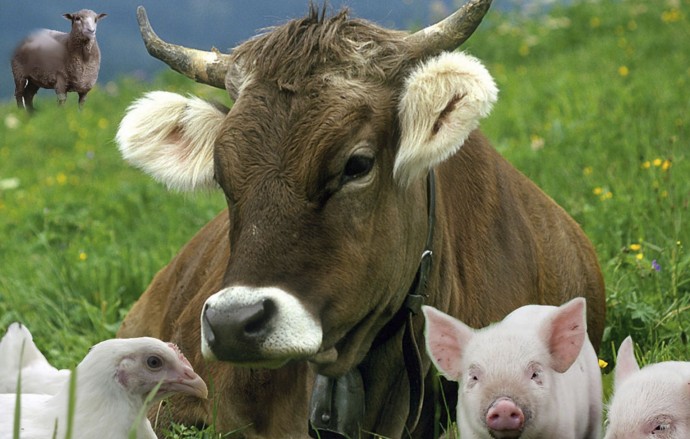 Информация об эпизоотической ситуации в Российской Федерации по состоянию на 16 июня 2024 г.