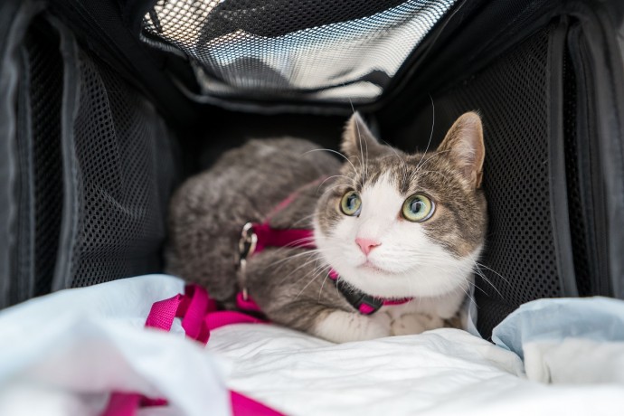 Опрос: 42% владельцев кошек отказываются от вакцинации питомцев