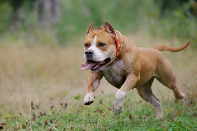 Хозяйка стаффордширского терьера заплатит крупный штраф за гибель шпица