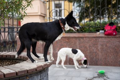 В КоАП введут штрафы за жестокое обращение с животными