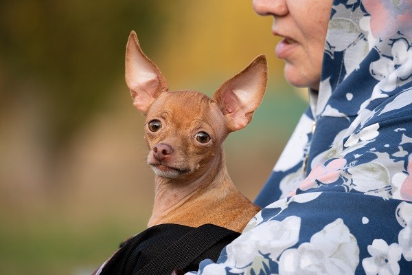 В Мценске домашних животных можно бесплатно вакцинировать от бешенства