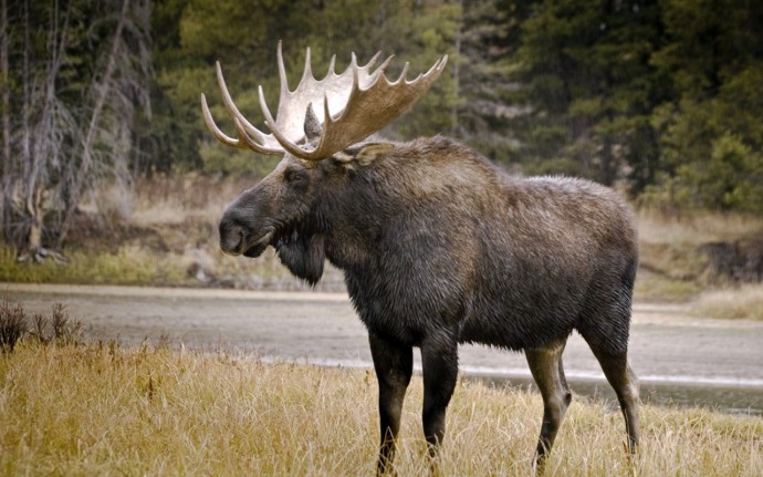 Информация об эпизоотической ситуации в Российской Федерации по состоянию на 22 октября 2023 г.