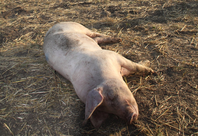 Распространение АЧС ускоряется во Вьетнаме, вакцина не помогает