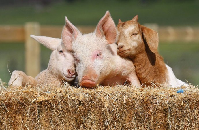 Информация об эпизоотической ситуации в Российской Федерации по состоянию на 9 июня 2024 г.