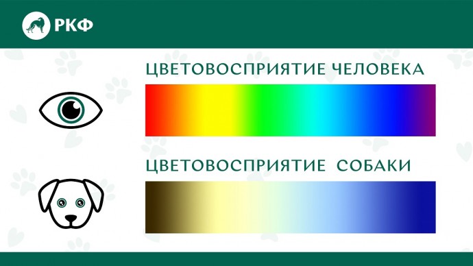 Кинолог объяснил, чем зрение собак отличается от человеческого