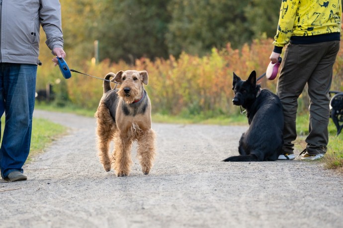 В России может появиться новый дорожный знак &laquo;Выгул животных&raquo;