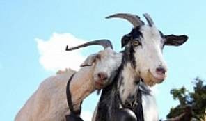 Оспа овец и оспа коз