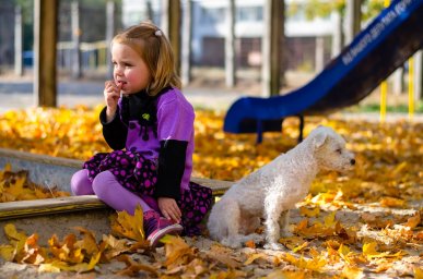 Как бороться с собачьими экскрементами во дворе и на детской площадке