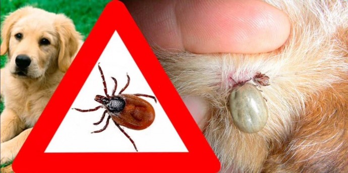 Скрытая угроза: паразиты в крови