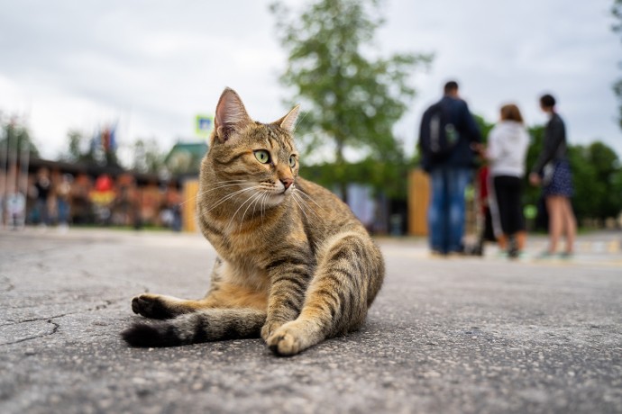Эксперты рассказали об опасности &laquo;огуречного цепня&raquo; для кошек