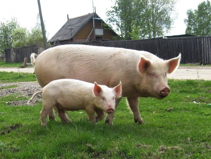 Информация об эпизоотической ситуации в Российской Федерации по состоянию на 22 мая 2023 г.