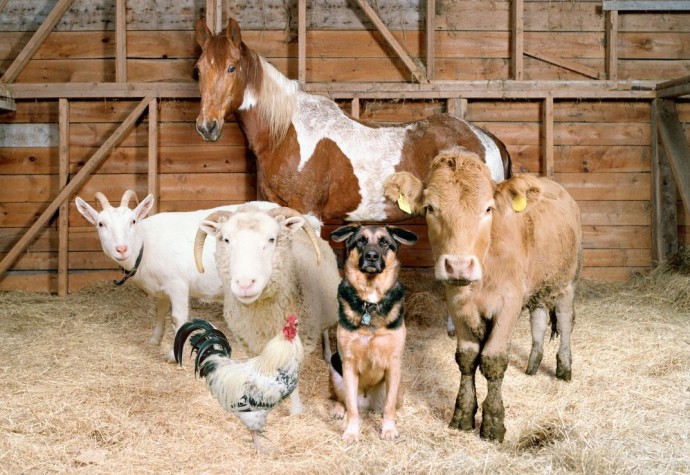 Информация об эпизоотической ситуации в Российской Федерации по состоянию на 25 февраля 2024 г.