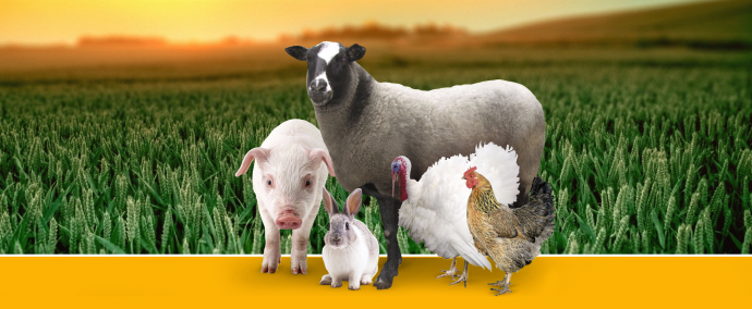 Информация об эпизоотической ситуации в Российской Федерации по состоянию на 26 мая 2024 г.