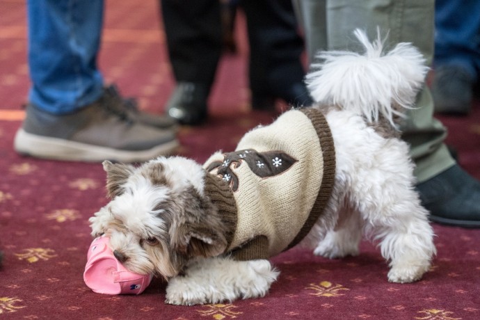 Что делать, если собака проглотила несъедобный предмет