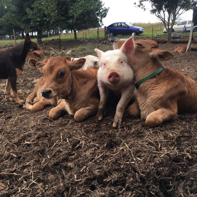 Информация об эпизоотической ситуации в Российской Федерации по состоянию на 16 мая 2024 г.