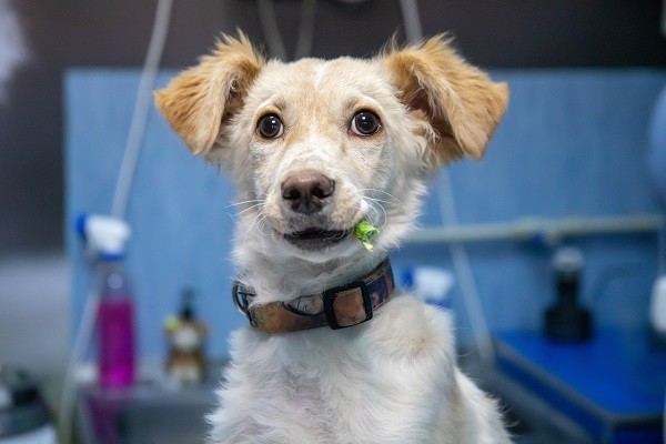 В ветклиниках проводится чипирование животных