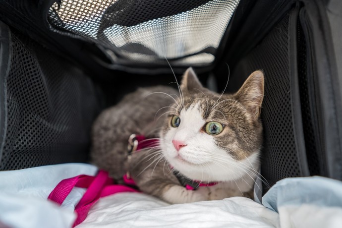 РЖД запретит высаживать безнадзорных собак и кошек из пригородных электричек