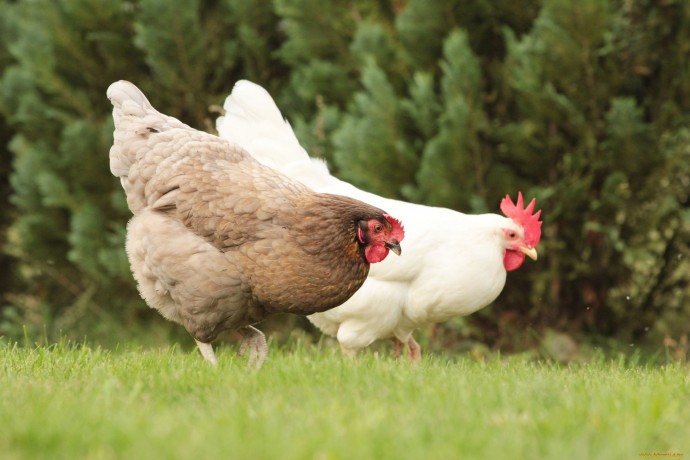 Информация об эпизоотической ситуации в Российской Федерации по состоянию на 22 января 2023 г.