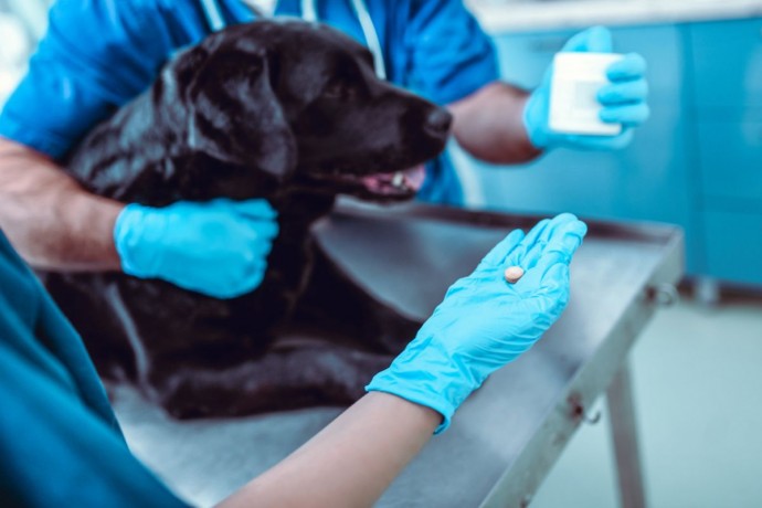 Эксперт назвал российские аналоги &laquo;Бравекто&raquo; и &laquo;Симпарики&raquo; для кошек и собак