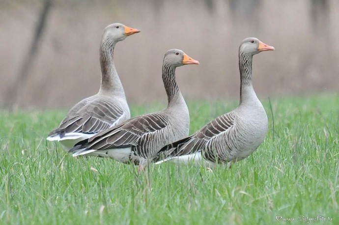 Информация об эпизоотической ситуации в Российской Федерации по состоянию на 06 февраля 2023 г.