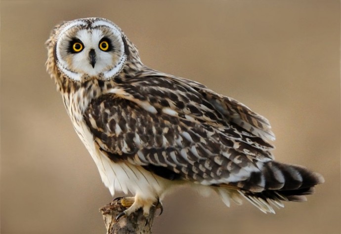 Информация об эпизоотической ситуации в Российской Федерации по состоянию на 30 октября 2023 г.