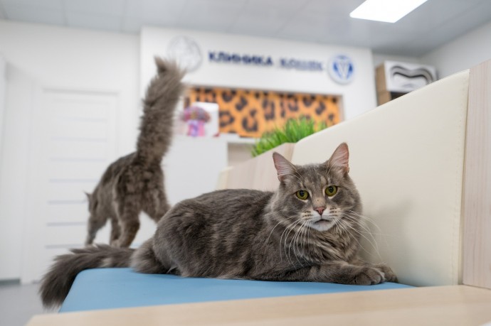 Ветврач объяснила, чем кастрация отличается от стерилизации