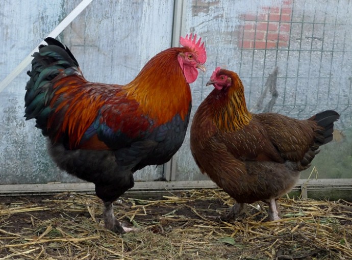 Информация об эпизоотической ситуации в Российской Федерации по состоянию на 21 августа 2022 г.