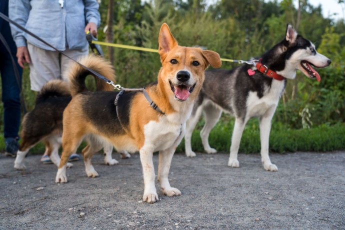 Владельцев домашних животных будут штрафовать за неправильное содержание питомцев