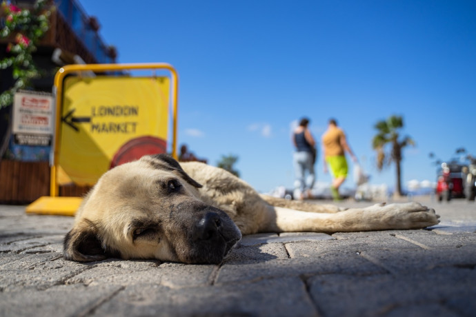 Штрафы за выброшенных и незарегистрированных питомцев введут в Иркутской области
