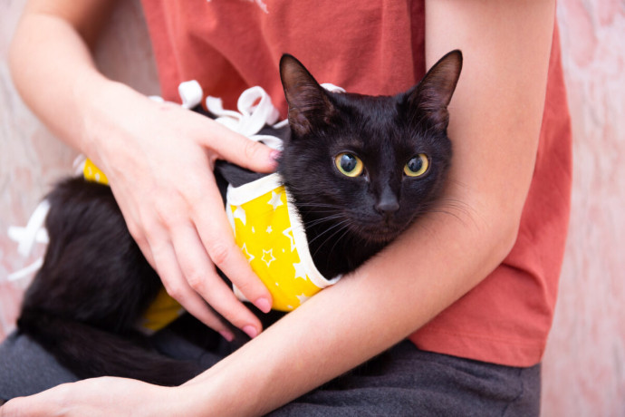 Как ухаживать за питомцем после операции