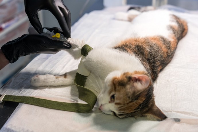 Ветврачи в Подмосковье спасли задыхающуюся кошку