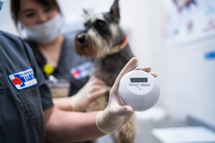 Закон о маркировке и учете животных вступит в силу с сентября 2022 года