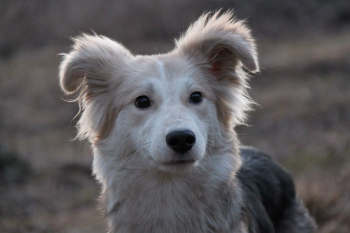 Информация об эпизоотической ситуации в Российской Федерации по состоянию на 18 июня 2023 г.