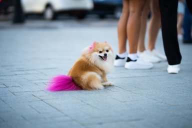 Как подать документы на вывоз домашних животных за рубеж в электронном виде Как подать документы на вывоз домашних животных за рубеж в электронном виде