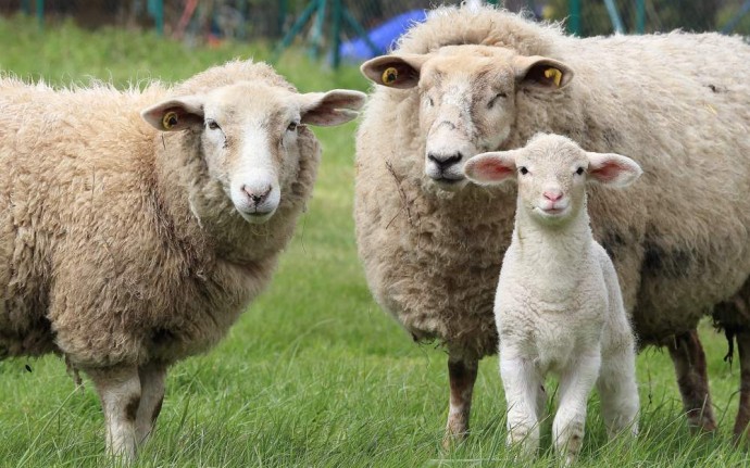 Информация об эпизоотической ситуации в Российской Федерации по состоянию на 28 мая 2023 г.