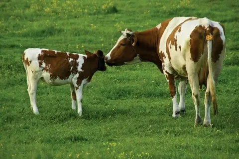Памятка для населения. Бруцеллёз